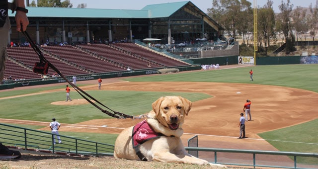 Take My Puppy Out To The Ball Game