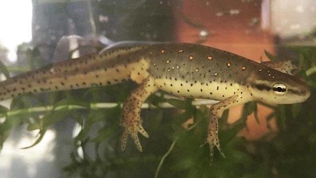 Notophthalmus viridescens viridescens