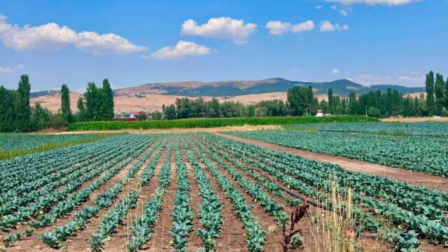 AFYONKARAHİSAR’IN SİNANPAŞA İLÇESİNDE ALTERNATİF ÜRÜN OLARAK YETİŞTİRİCİLİĞİ YAYGINLAŞAN BROKOLİ EKİLİ ALANLARDA TARLA KONTROLLERİ GERÇEKLEŞTİRİLDİ.
