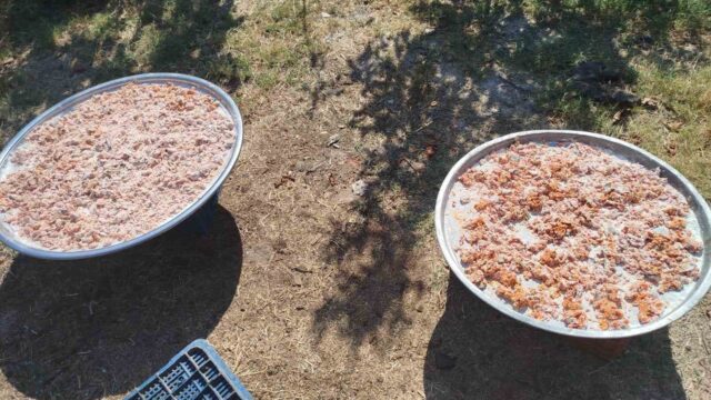 KÖŞK BAŞÇAYIR’DA GELENEKSEL KIŞLIK TARHANA HAZIRLIKLARI BAŞLADI