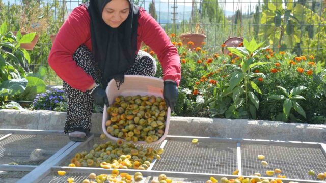 MANİSA’NIN DEMİRCİ İLÇESİNDE TAZE NAKLİYESİNDE ZORLUK YAŞANAN COĞRAFİ İŞARETLİ 138 YILLIK ‘FİGAN-İ EFENDİ ERİĞİ’, KADINLAR TARAFINDAN 4 GÜNDE KURUTULARAK YILIN 12 AYI YURT İÇİ VE YURT DIŞ PAZARLARA GÖNDERİLİYOR. İLAÇSIZ VE DOĞAL YÖNTEMLERLE İŞLENEN ERİKLER, ULUSLARARASI ANALİZ RAPORLARIYLA DÜNYA SOFRALARINDAKİ YERİNİ ALIYOR.