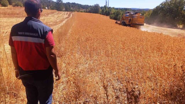 DOMANİÇ’TE ASPİR HASADI BAŞLADI: ÜRETİCİYE YÜZDE 75 HİBE DESTEĞİ