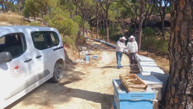 BOZDOĞAN’DA ARICILIK FAALİYETLERİNİN DESTEKLENMESİ AMACIYLA ARILI KOVAN DESTEĞİ KAPSAMINDA ÜRETİCİLERE YÖNELİK TESPİT VE GÜNCELLEME ÇALIŞMALARI DEVAM EDİYOR.