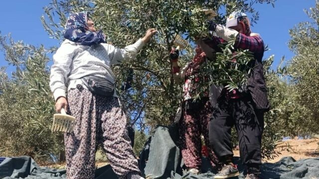 MANİSA’NIN AKHİSAR İLÇESİNDE ZEYTİN HASAT SEZONU BAŞLADI. COĞRAFİ İŞARET TESCİLLİ DOMAT ÇEŞİDİ ZEYTİNLERİN HASADININ YAPILDIĞI BAHÇELERDE ÜRETİCİLERLE BİR ARAYA GELİNİRKEN, SEZONUN BEREKETLİ GEÇMESİ TEMENNİSİNDE BULUNULDU.