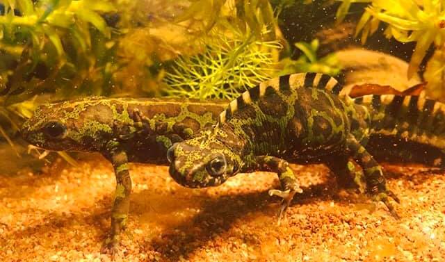 Triturus marmoratus couple photo by Giacomo Tonelli
