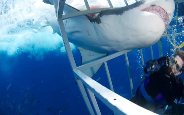 Great White Shark diving, great white shark, great white