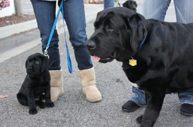 Quarta giornata autunnale per animali domestici a Orange County