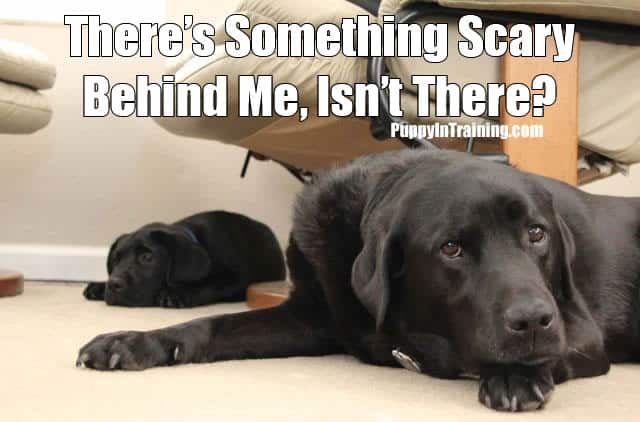 Puppy Scare!