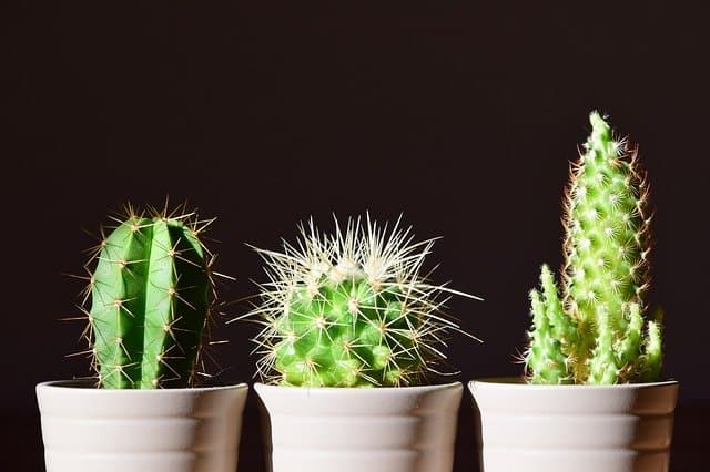 3 cacti in pots to purify air in a house