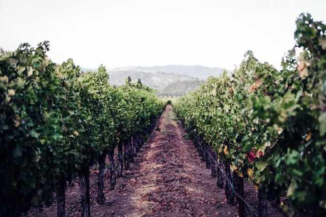 Vignes Napa Valley