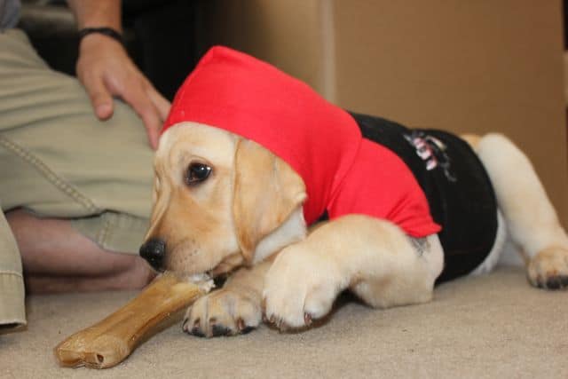 Puppy wearing hoodie