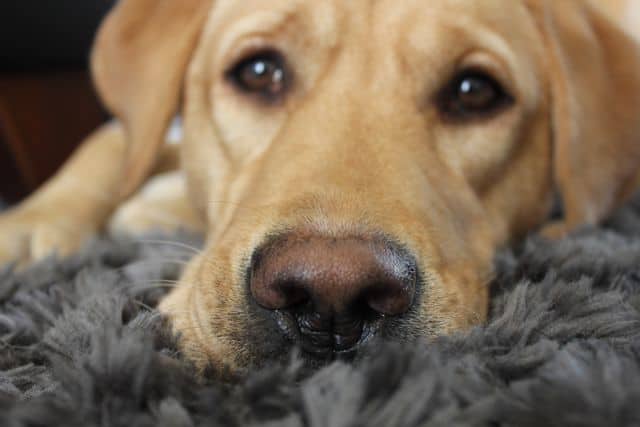 Adelle yellow lab pink nose