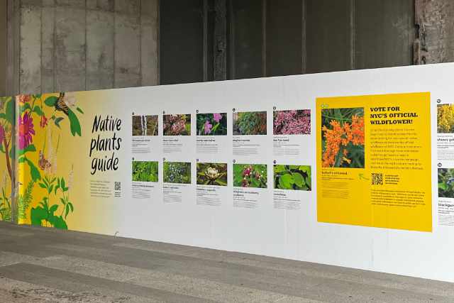 High Line 14 Guide des plantes
