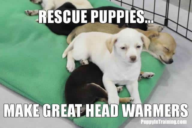 Rescue puppies keeping warm