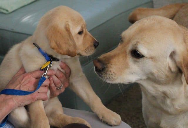 Yellow lab and puppy