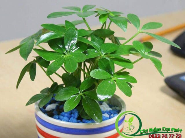 Chậu Cây Ngũ Gia Bì Để Bàn