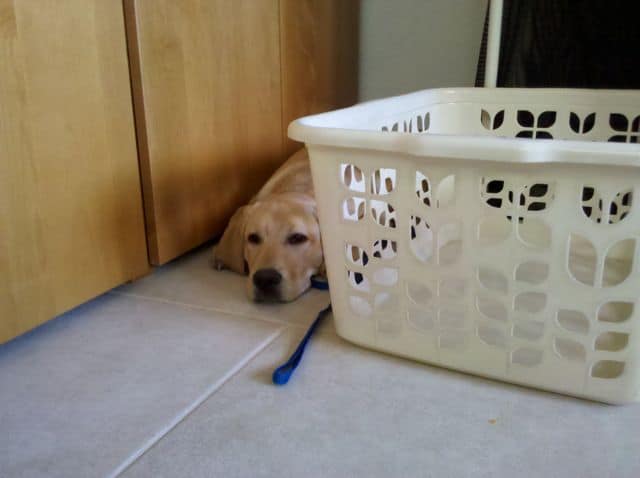 Calm Yellow Lab