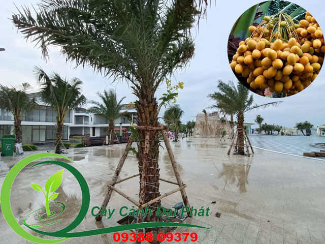 Trồng 20 cây chà là bàn giao cho khách