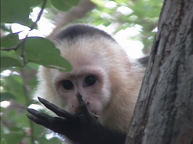 Is the world's most popular lab monkey vanishing—or flourishing