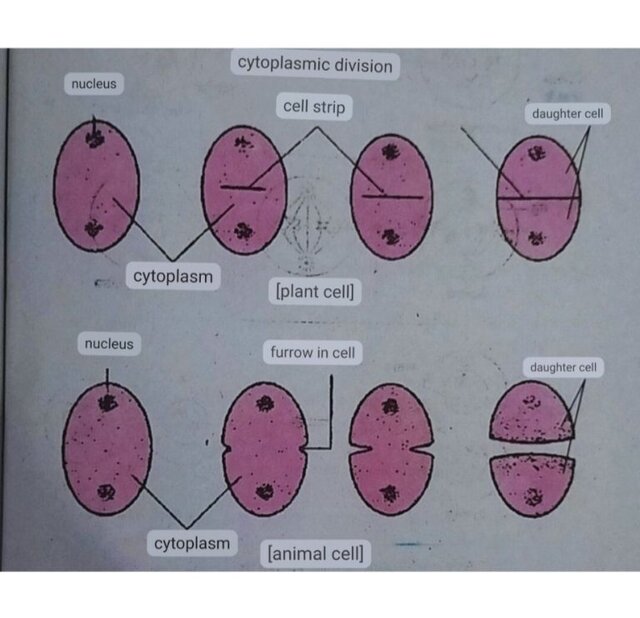 Cell division