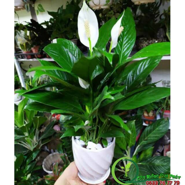 Tại Sao Nên Mua Cây Lan Ý Thái Để Bàn Tại Vựa Kiểng Đại Phát?