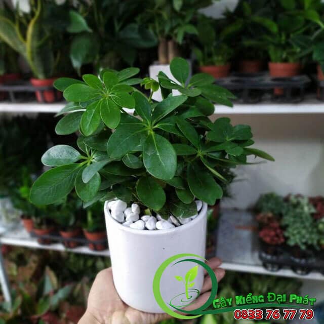 Lý Do Nên Mua Cây Ngũ Gia Bì Để Bàn Tại Vựa Kiểng Đại Phát