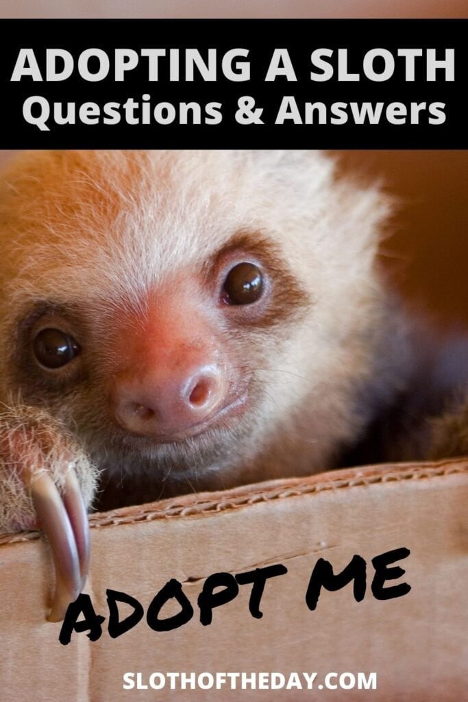 Experienced Sloth Adopter Answers Questions About His Experience