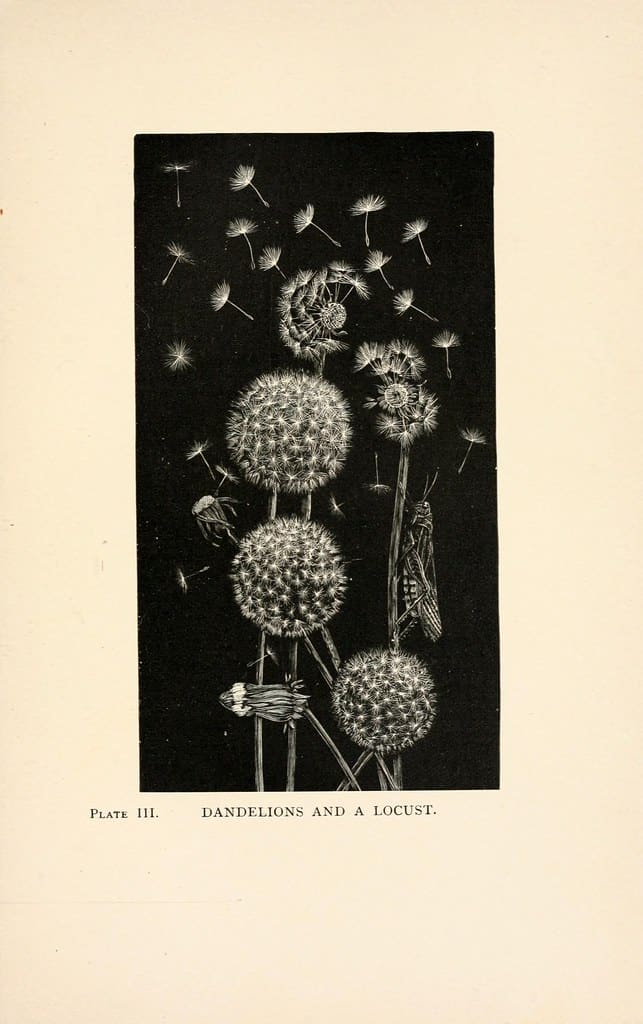 dandelion flower illustration with locust and seeds dispersing in the wind