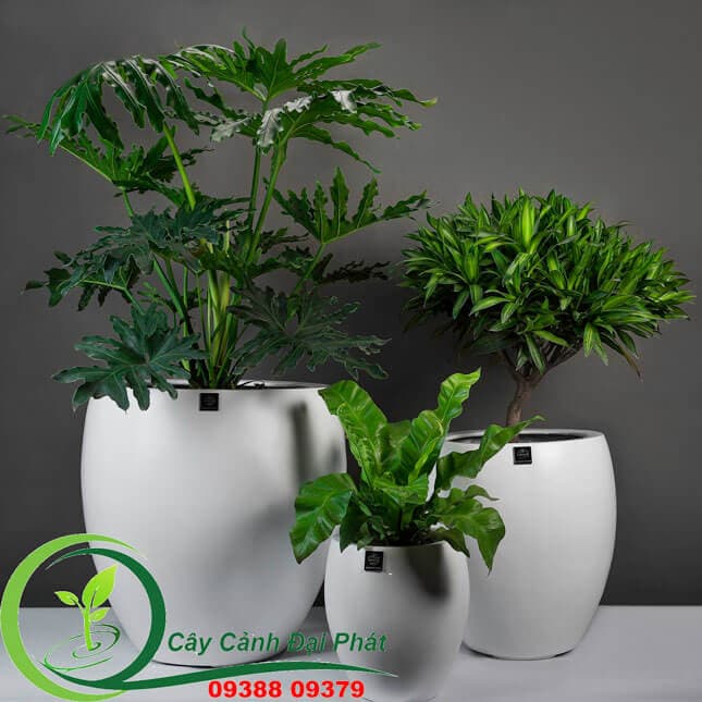 Chậu composite tròn bầu T1