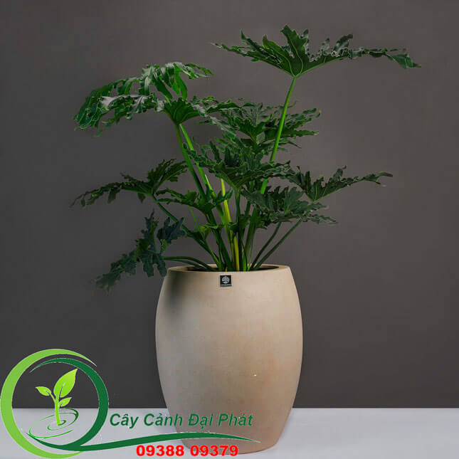 Chậu composite tròn bầu T5