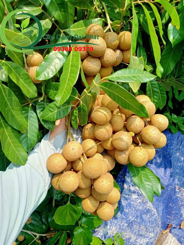 Trái nhãn lồng, cây nhãn siêu trái