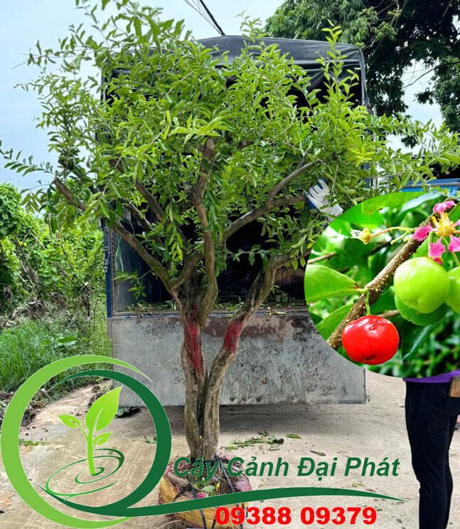 Cây sơ ri chuẩn bị lên xe giao cho khách