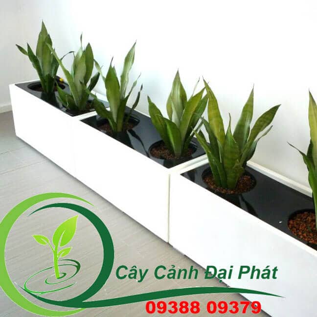 Chậu composite vuông, chữ nhật 5