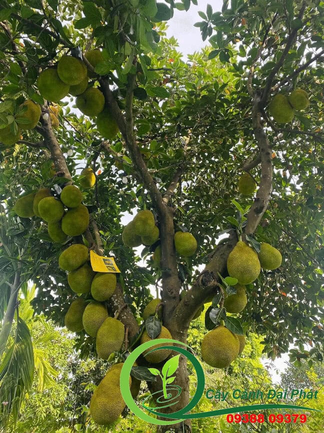 Cây mít trồng sân vườn tạo bóng mát siêu trái