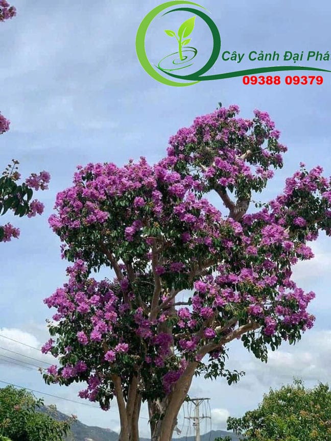 Cây Bằng lăng tím nở hoa rực rỡ trong vườn.