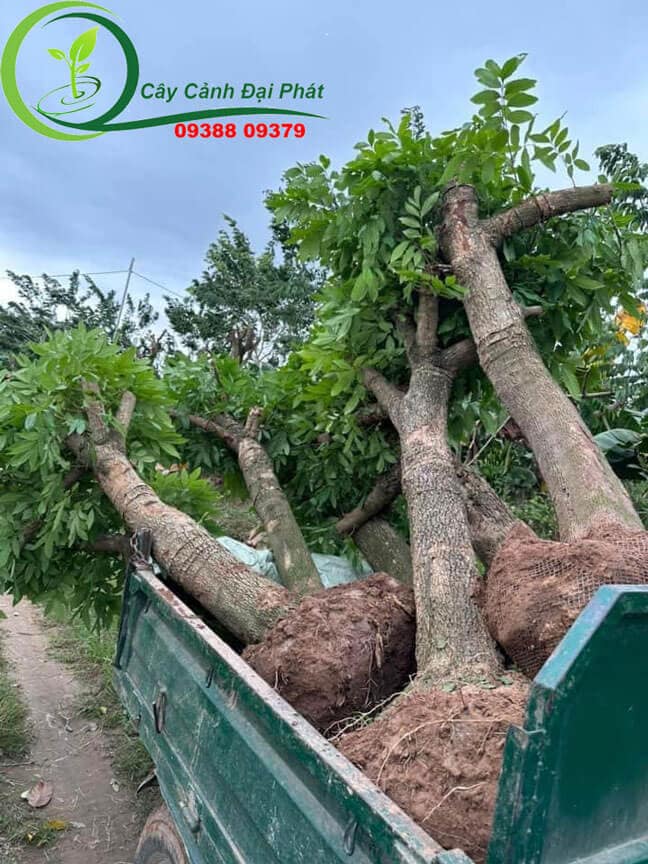 Vận chuyển cây nhãn giao cho khách