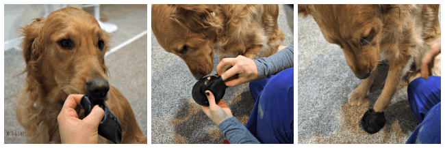 Putting on Pawz dog boots