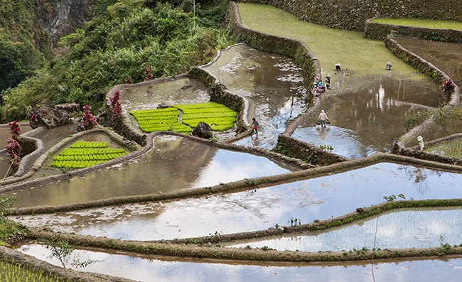 Batad Rice Terraces