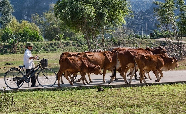 A man with a helmet and his cows