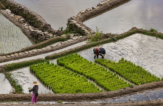 Batad Rice Terraces