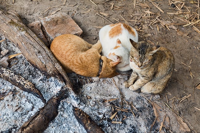 The Twin Hut cats