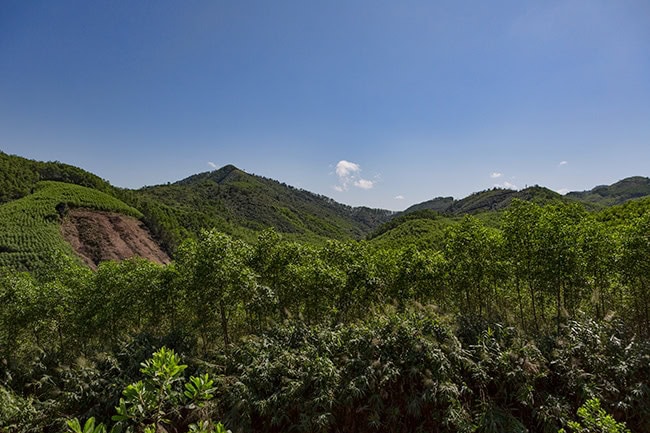 Farming cuts into the forest