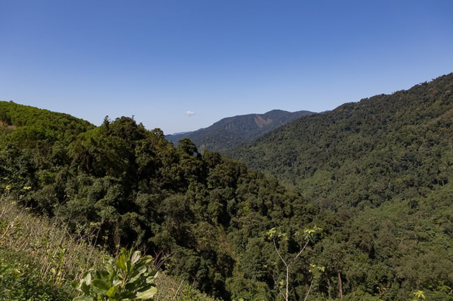 Blue sky and green forest