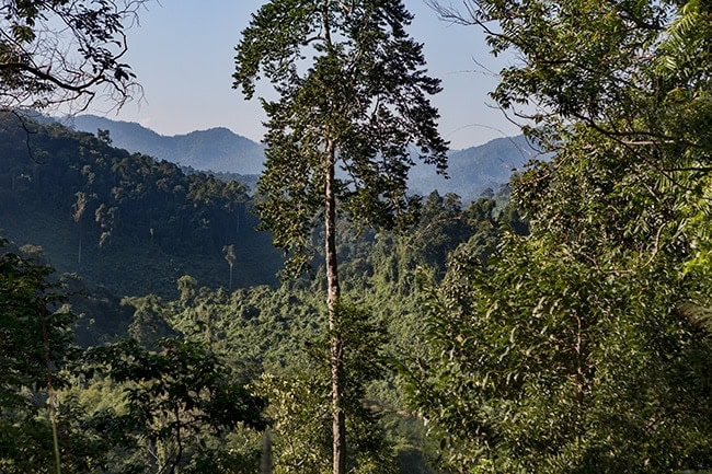 Still a few tall trees left