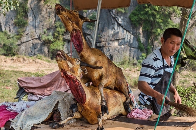 The speciality of Ninh Binh - Goats