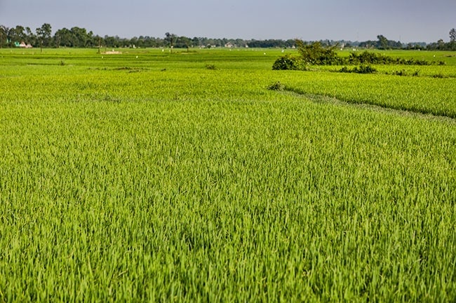 Rice Field in Triệu Trạch