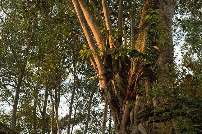 Tree at the temple