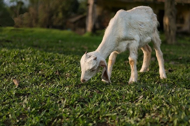 Baby Goat