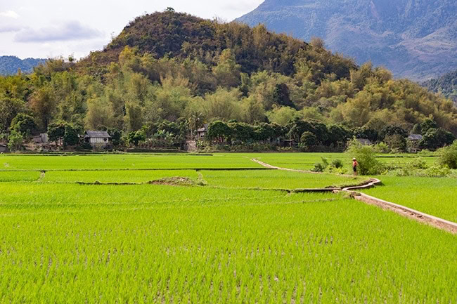 The rice fields of Pom Coong