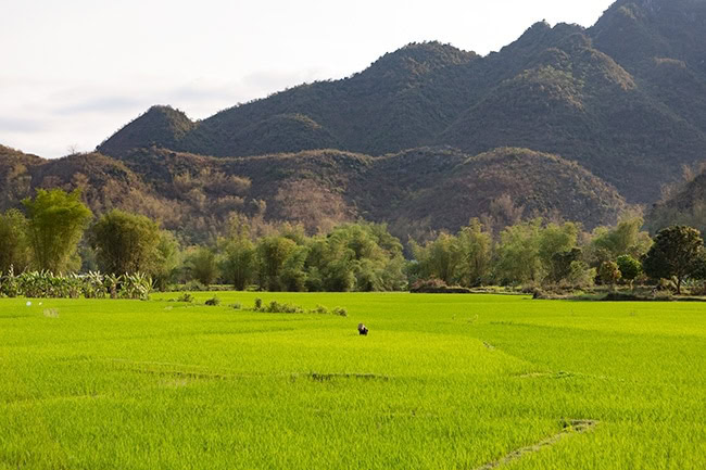 The rice fields of Pom Coong